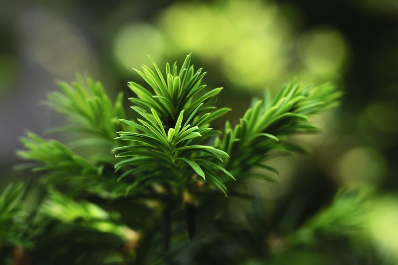 Evergreen plants